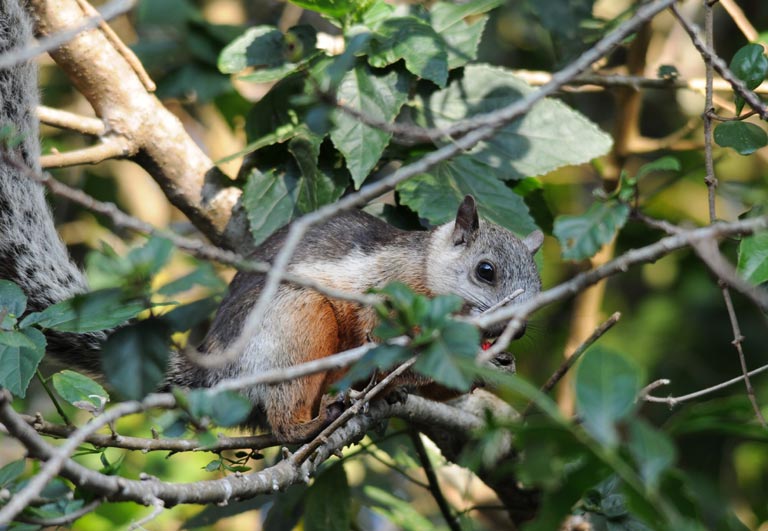 squirrels Costa Rica